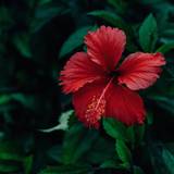 Hibiscus Wallpapers