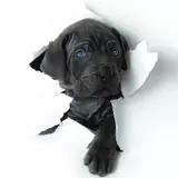 Cane Corso Puppy Wallpapers