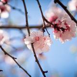 Apricot Flowers Wallpapers