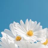 Flower Aesthetic Mobile Wallpapers