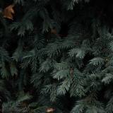Spruce Wallpapers