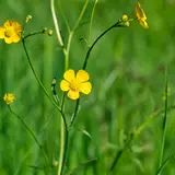 Bulbous Buttercup Wallpapers
