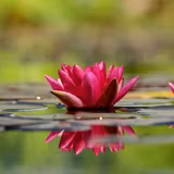 Water Lily Wallpapers