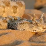Horned Viper Wallpapers