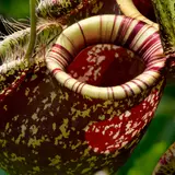 Nepenthes Wallpapers