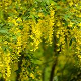 Laburnum Wallpapers