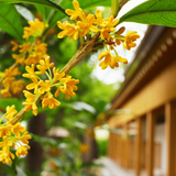 Osmanthus Wallpapers