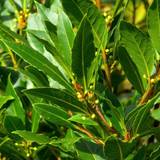 Bay Leaf Wallpapers