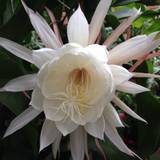 Night Queen Wallpapers