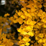 Ginkgo Biloba Wallpapers