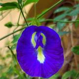 Clitoria Ternatea Wallpapers