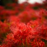 Spider Lilies Wallpapers