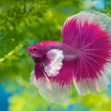 Cute Betta Fish Wallpapers