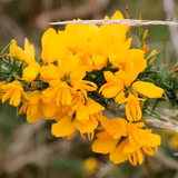 Ulex Wallpapers