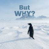 Nihilist Penguin Wallpapers