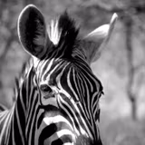 Zebra Aesthetic Wallpapers