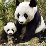 Giant Panda Cub Wallpapers