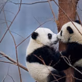 Giant Panda Cub Cute Wallpapers