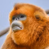 Asian Monkeys Wallpapers
