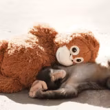 Punch The Monkey Wallpapers