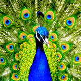 Funny Peacocks Wallpapers