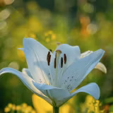 Lily Wallpapers