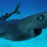 Cookiecutter Shark Wallpapers