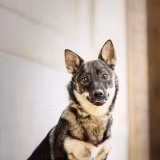 Swedish Vallhund Wallpapers