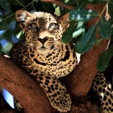 Leopard iPad Wallpapers