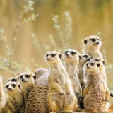 Meerkat Manor Wallpapers