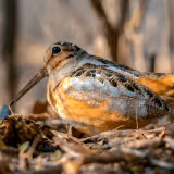 American Woodcock Wallpapers