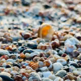 Coastal Seashells Wallpapers