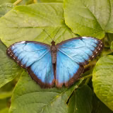 Blue Morpho Butterfly Wallpapers