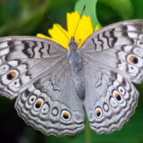 Gray Butterfly Wallpapers