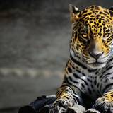 Jaguar Wallpapers