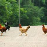Chicken Wallpapers