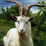 Goat Wallpapers