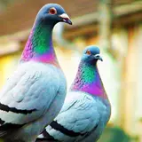Pigeons Wallpapers
