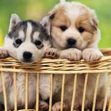 All Dogs Wallpapers