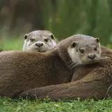 Otters Wallpapers