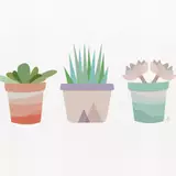 Succulent Wallpapers