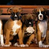 Boxer Puppies Wallpapers