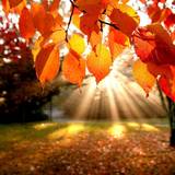 Fall Equinox 2017 Wallpapers