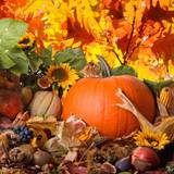 Thanksgiving Holiday Wallpapers