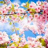First Day Of Spring Wallpapers