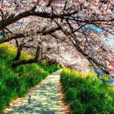 Spring Nature HD Wallpapers