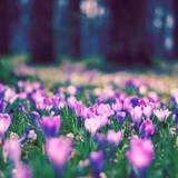 Flowers Spring Wallpapers