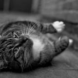 Cats White Feet Wallpapers