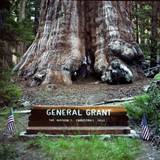 General Grant Grove Wallpapers