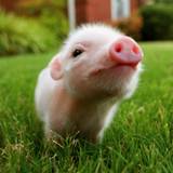 Baby Pig Wallpapers
